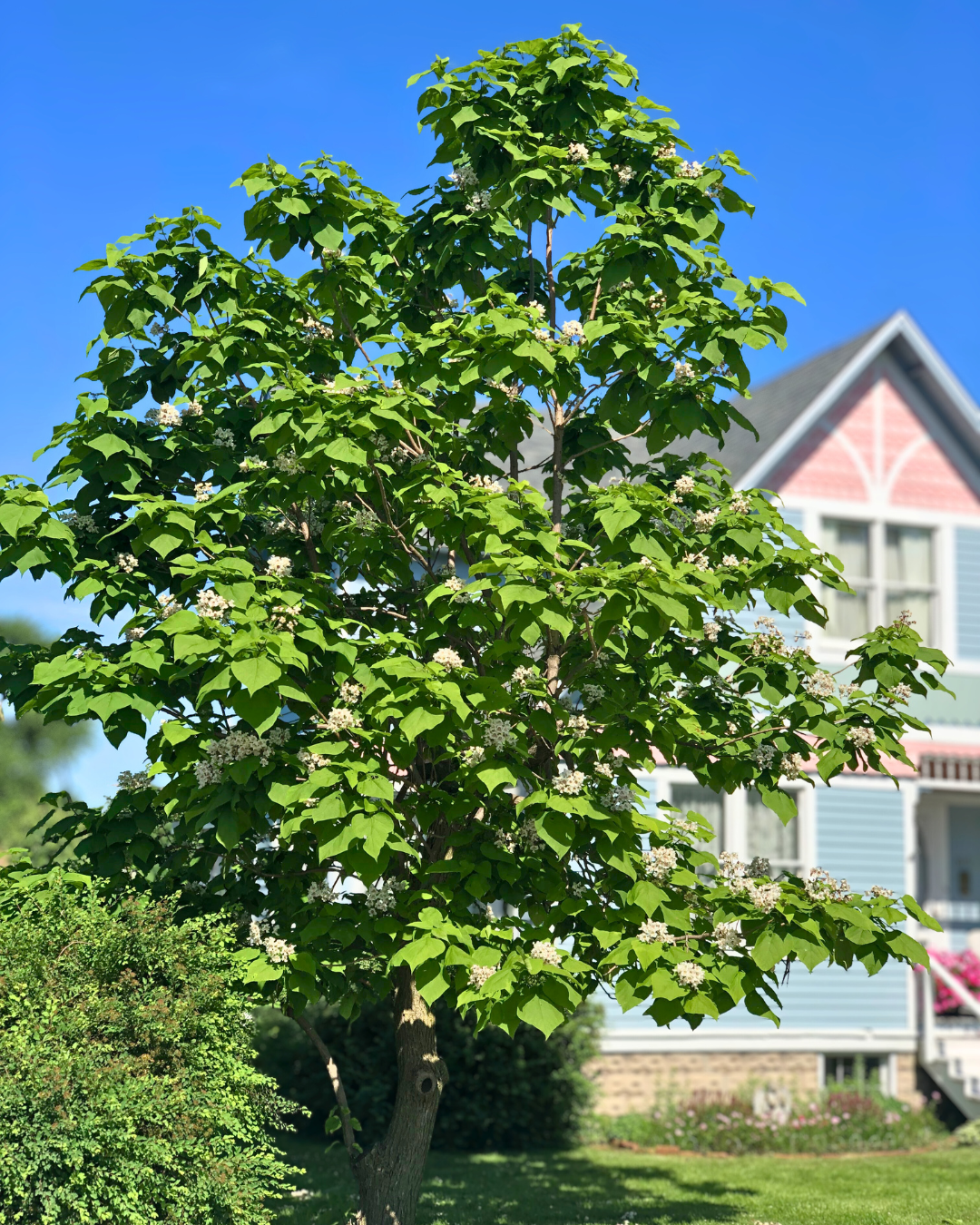 A large Northern Catalpa grows along the side of a brightly painted Victorian home, showcasing its large heart-shaped leaves.